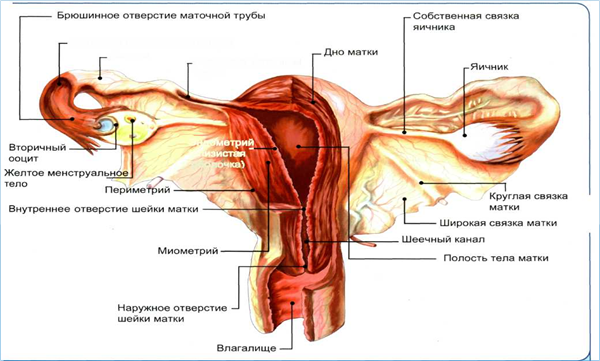 Реферат: Общая симптоматика гинекологических заболеваний. Методы обследования гинекологических больных