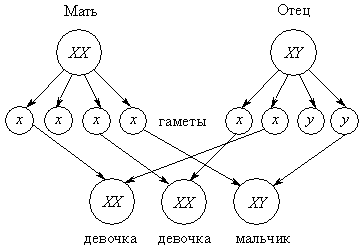 Типичная форма дисгенезии гонад синдром шерешевского тернера